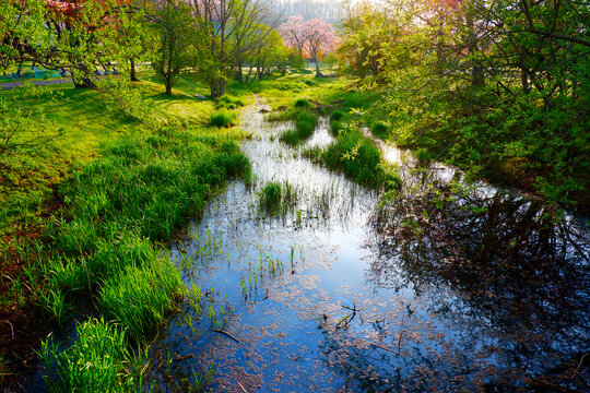 美しい新緑の水辺と桜 北海道釧路町 日本の春
