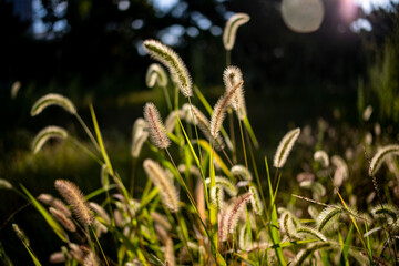 Sunlight green bristlegrass