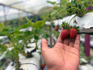 A farmer picking a fresh strawberry in the garden.