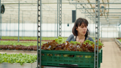 Tired woman pushing rack of crates with assortment of fresh organic lettuce for delivery to local supermarket. Greenhouse worker gathering vegetables feeling exhausted after a long work day.