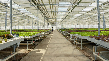 Woman working in greenhouse preparing to leave home at closing time after taking care of organic...