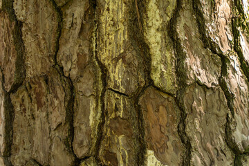 松の木の幹の背景素材