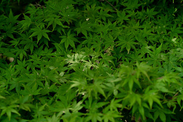 日光が差し込む新緑のもみじ