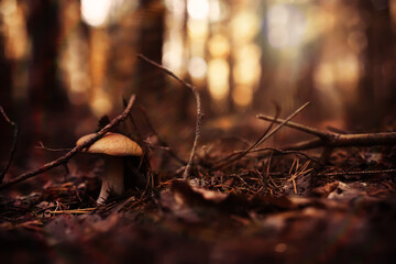 Mushroom caps amid a pile of brown leaves on the forest floor on a fall day in Germany.