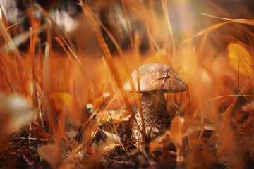 Mushroom caps amid a pile of brown leaves on the forest floor on a fall day in Germany.