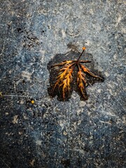Leaf on the granite