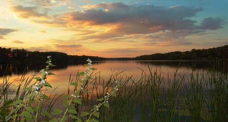 Sunset over a lake with flowers and river plants in the foreground. Panoramic landscape. 