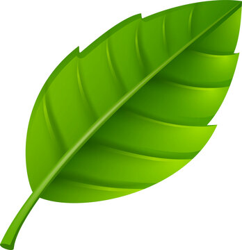 Green Leave Icon PNG For Websites Developer, Social Media, Layouts, Art, Collages And Infographics