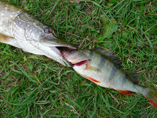 Pike and perch fish lying on the grass. Pike swallows perch.