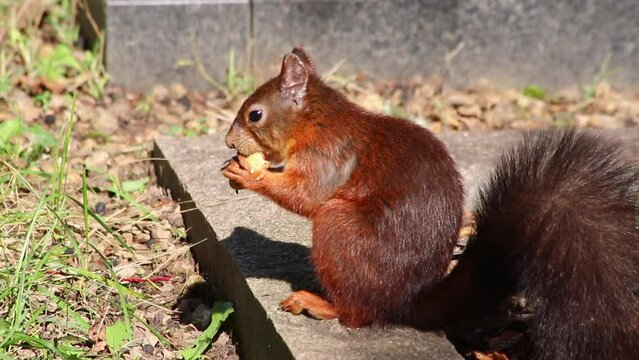 Cure eurasian red squirrel eating peanuts sitting with bushy tail and red fur in autumn sunshine foraging for hard winter is hungry for nuts and searching for food to bury to survive cold winter time
