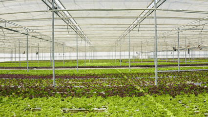 Zooming out view of greenhouse with hydroponic enviroment and ventilation system with big fans growing different types of organic lettuce. Bio food being grown organically with no pesticides.