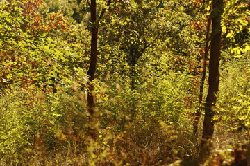 Golden hour in the countryside