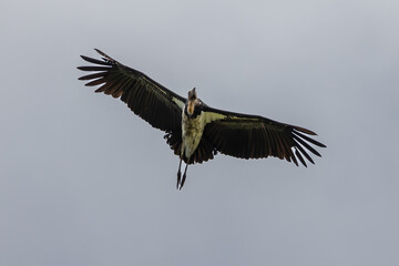 Nature wildlife image of Lesser Adjutant Stork bird fly high on clear blue sky