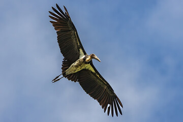 Nature wildlife image of Lesser Adjutant Stork bird fly high on clear blue sky