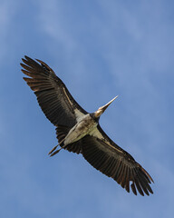 Nature wildlife image of Lesser Adjutant Stork bird fly high on clear blue sky