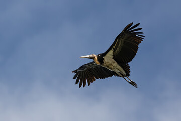 Nature wildlife image of Lesser Adjutant Stork bird fly high on clear blue sky