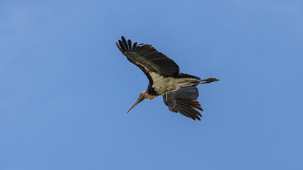 Nature wildlife image of Lesser Adjutant Stork bird fly high on clear blue sky