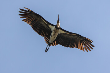 Nature wildlife image of Lesser Adjutant Stork bird fly high on clear blue sky