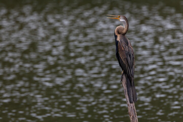 Nature wildlife image of Oriental Darter bird perching on dead tree branches.