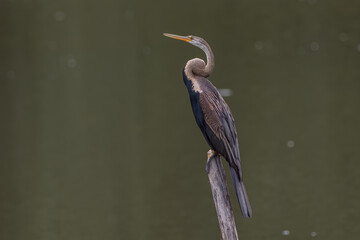 Nature wildlife image of Oriental Darter bird perching on dead tree branches.