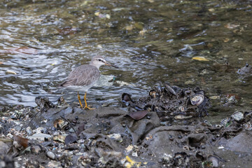 Grey-tailed Tattler looking for food on the rocky shore