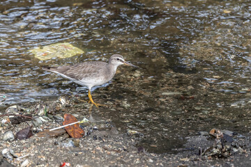 Grey-tailed Tattler looking for food on the rocky shore
