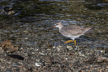 Grey-tailed Tattler looking for food on the rocky shore