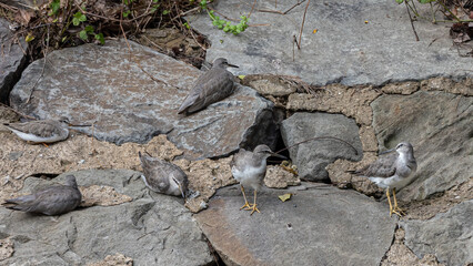 Grey-tailed Tattler looking for food on the rocky shore