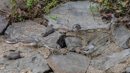 Grey-tailed Tattler looking for food on the rocky shore