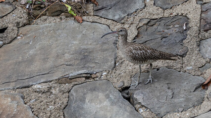 Nature wildlife of migration bird Eurasian Whimbrel taken at Kota Kinabalu, Sabah, Malaysia