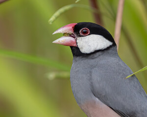 Nature Wildlife image of beautiful bird Java sparrow (Lonchura oryzivora)