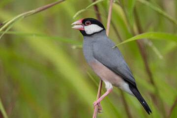 Nature Wildlife image of beautiful bird Java sparrow (Lonchura oryzivora)