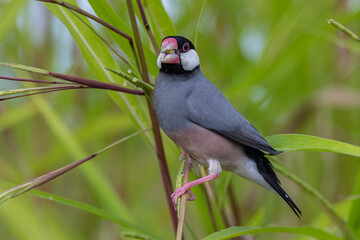 Nature Wildlife image of beautiful bird Java sparrow (Lonchura oryzivora)