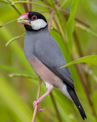 Nature Wildlife image of beautiful bird Java sparrow (Lonchura oryzivora)