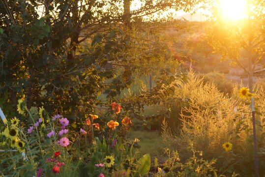 sunset and flowers