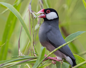 Nature Wildlife image of beautiful bird Java sparrow (Lonchura oryzivora)