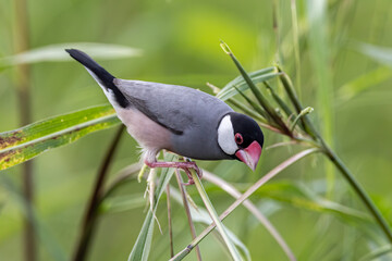 Nature Wildlife image of beautiful bird Java sparrow (Lonchura oryzivora)