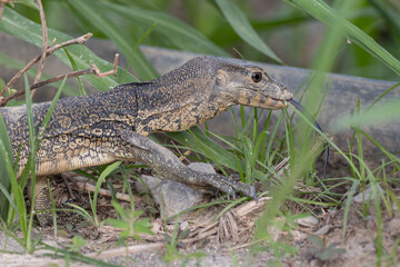 Monitor lizard (Asian water monitor) also common water monitor, large varanid lizard native to South and Southeast Asia.