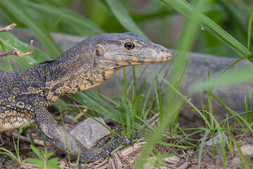 Monitor lizard (Asian water monitor) also common water monitor, large varanid lizard native to South and Southeast Asia.