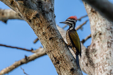 Nature wildlife of Common flameback woodpecker drilling bark tree finding food like insect in nature