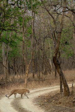 A male Indian leopard crossing a safari trail on an early summer morning at Panna National Park, Madhya Pradesh, India