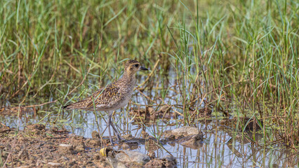 Nature wildlife bird of Pacific golden plover taken on Tuaran, Sabah, Malaysia