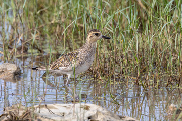 Nature wildlife bird of Pacific golden plover taken on Tuaran, Sabah, Malaysia