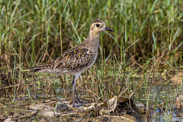 Nature wildlife bird of Pacific golden plover taken on Tuaran, Sabah, Malaysia