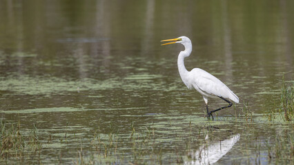 Nature wildlife image of cattle egret Landing on a Pond