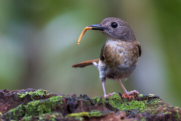 Fulvous-chested Jungle-Flycatcher (Rhinomyias olivacea) Borneo Island.