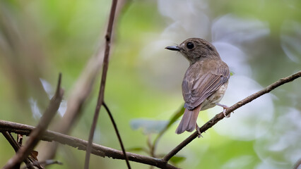 Fulvous-chested Jungle-Flycatcher (Rhinomyias olivacea) Borneo Island.
