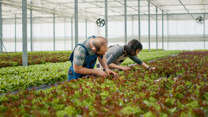 Man and woman cultivating healthy crops without pesticides doing quality control checking leaves...