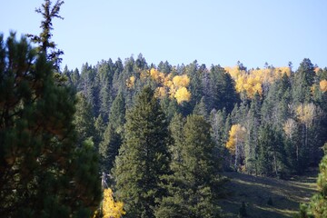 autumn trees in the mountains
