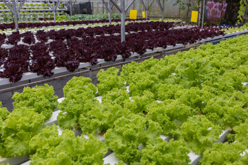 Organic Hydroponic butterhead leaf lettuce vegetables plantation in aquaponics system in Kundasang,...